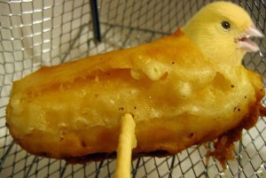 deep-fried-canary-149638
